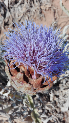 Flor de la alcachofa